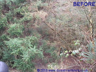 Path blocked with vegetation